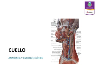 CUELLO
ANATOMÍA Y ENFOQUE CLÍNICO
 
