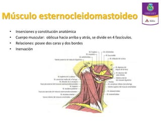 Músculo esternocleidomastoideo
• Inserciones y constitución anatómica
• Cuerpo muscular: oblicua hacia arriba y atrás, se divide en 4 fascículos.
• Relaciones: posee dos caras y dos bordes
• Inervación
 