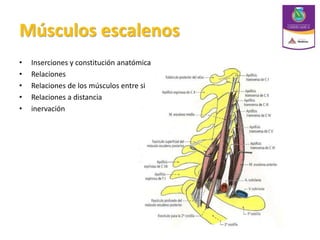 Músculos escalenos
• Inserciones y constitución anatómica
• Relaciones
• Relaciones de los músculos entre si
• Relaciones a distancia
• inervación
 