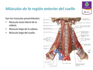 Músculos de la región anterior del cuello
Son los músculos prevertebrales:
• Músculo recto lateral de la
cabeza.
• Músculo largo de la cabeza.
• Músculo largo del cuello.
 