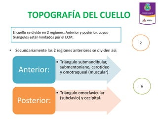 TOPOGRAFÍA DEL CUELLO
• Secundariamente las 2 regiones anteriores se dividen así:
El cuello se divide en 2 regiones: Anterior y posterior, cuyos
triángulos están limitados por el ECM.
• Triángulo submandibular,
submentoniano, carotídeo
y omotraqueal (muscular).Anterior:
• Triángulo omoclavicular
(subclavio) y occipital.
Posterior:
2
6
 