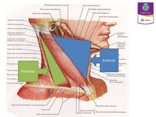 Anterior
Posterior
 