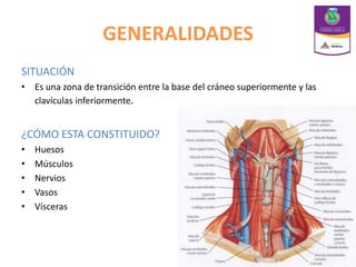 GENERALIDADES
SITUACIÓN
• Es una zona de transición entre la base del cráneo superiormente y las
clavículas inferiormente.
¿CÓMO ESTA CONSTITUIDO?
• Huesos
• Músculos
• Nervios
• Vasos
• Vísceras
 
