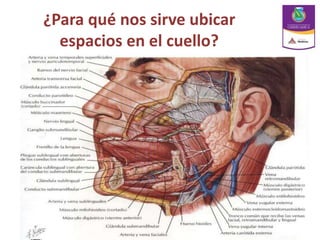 ¿Para qué nos sirve ubicar
espacios en el cuello?
 