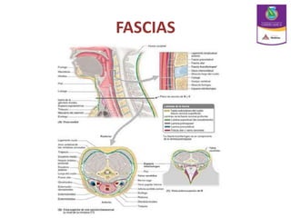 FASCIAS
 