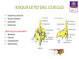 ESQUELETO DEL CUELLO
• Columna cervical
• Hueso hioides
• Esternón
• Clavícula
¿Qué hay que aprender?
• Numero
• Forma
• Localización
• Relaciones
 