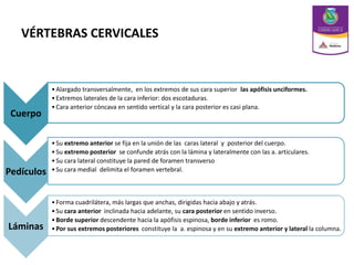 VÉRTEBRAS CERVICALES
Cuerpo
•Alargado transversalmente, en los extremos de sus cara superior las apófisis unciformes.
•Extremos laterales de la cara inferior: dos escotaduras.
•Cara anterior cóncava en sentido vertical y la cara posterior es casi plana.
Pedículos
•Su extremo anterior se fija en la unión de las caras lateral y posterior del cuerpo.
•Su extremo posterior se confunde atrás con la lámina y lateralmente con las a. articulares.
•Su cara lateral constituye la pared de foramen transverso
•Su cara medial delimita el foramen vertebral.
Láminas
•Forma cuadrilátera, más largas que anchas, dirigidas hacia abajo y atrás.
•Su cara anterior inclinada hacia adelante, su cara posterior en sentido inverso.
•Borde superior descendente hacia la apófisis espinosa, borde inferior es romo.
•Por sus extremos posteriores constituye la a. espinosa y en su extremo anterior y lateral la columna.
 
