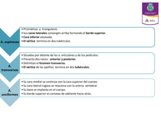 A. espinosas
•Prismáticas y triangulares
•Sus caras laterales convergen arriba formando el borde superior.
•Cara inferior excavada.
•El vértice termina en dos tubérculos.
A.
transversas
•Situadas por delante de las a. articulares y de los pedículos.
•Presenta dos raíces : anterior y posterior.
•Delimitan el foramen transverso.
•El vértice de las apófisis termina en dos tubérculos.
A.
unciformes
•Su cara medial se continúa con la cara superior del cuerpo.
•Su cara lateral rugosa se relaciona con la arteria vertebral.
•Su base se implanta en el cuerpo.
•Su borde superior es convexo de adelante hacia atrás.
 