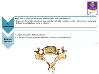 A.
articulares
•Con ellas se conectan las láminas, pedículos y las apófisis transversas.
•Presentan dos carillas articulares: una superior inclinada hacia atrás arriba y ligeramente medial, una
inferior orientada hacia abajo y adelante .
Foramen
vertebral
•Amplio, triangular , de base anterior.
•Su diámetro transverso es casi doble que su diámetro anteroposterior.
 
