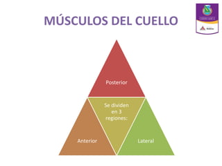MÚSCULOS DEL CUELLO
Posterior
Anterior
Se dividen
en 3
regiones:
Lateral
 