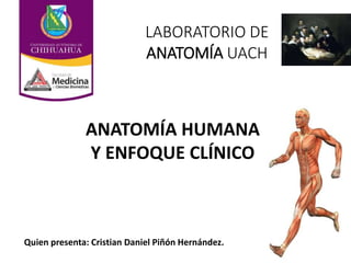 ANATOMÍA HUMANA
Y ENFOQUE CLÍNICO
Quien presenta: Cristian Daniel Piñón Hernández.
LABORATORIO DE
ANATOMÍA UACH
 
