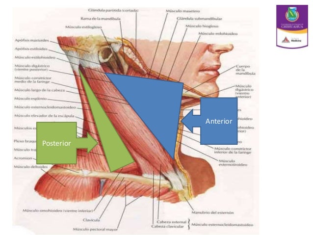 El ungüento sobre un veneno de serpiente de la osteocondrosis