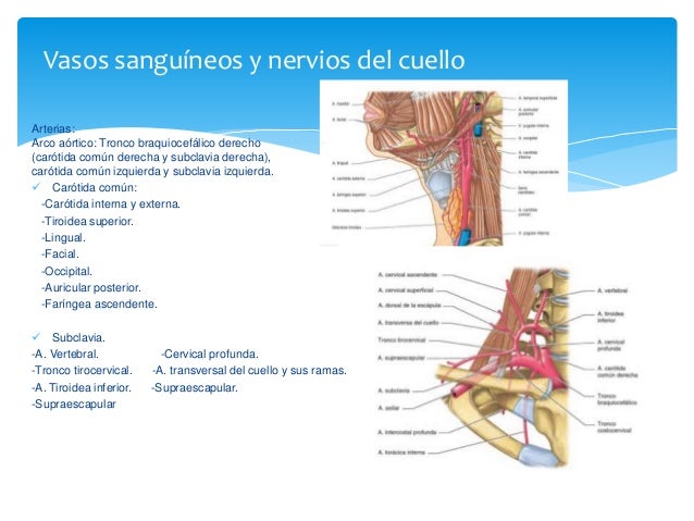 Anatomia de cuello