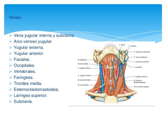 Anatomia de cuello