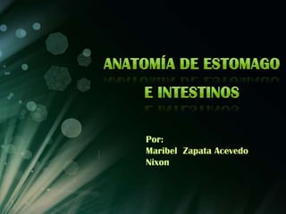 Anatomía de estomago e intestinos Por: Maribel  Zapata Acevedo Nixon 