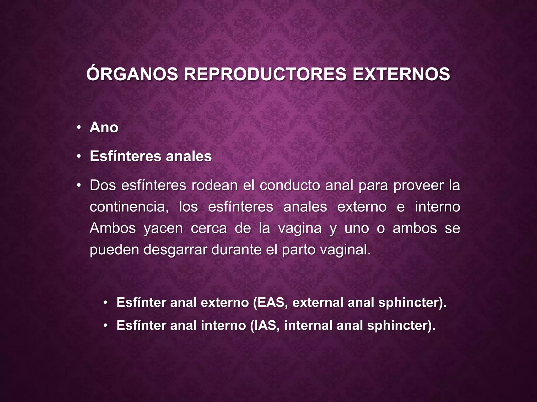 Externos Anatomia de genitales externos.pptx