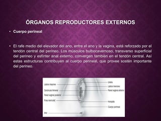 Anatomia de genitales externos.pptx