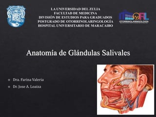 Anatomía de Glándulas Salivales
LA UNIVERSIDAD DEL ZULIA
FACULTAD DE MEDICINA
DIVISIÓN DE ESTUDIOS PARA GRADUADOS
POSTGRADO DE OTORRINOLARINGOLOGÍA
HOSPITAL UNIVERSITARIO DE MARACAIBO
 