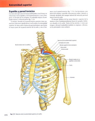 Anatomia de gray_08