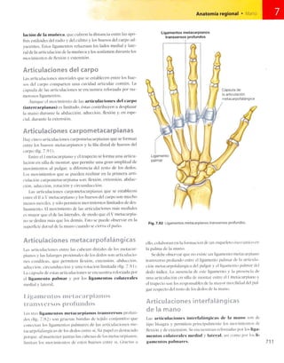 Anatomia de gray_08