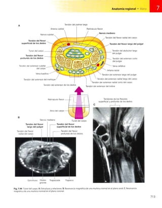 Anatomia de gray_08