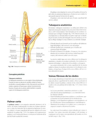 Anatomia de gray_08