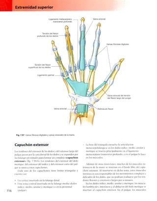 Anatomia de gray_08