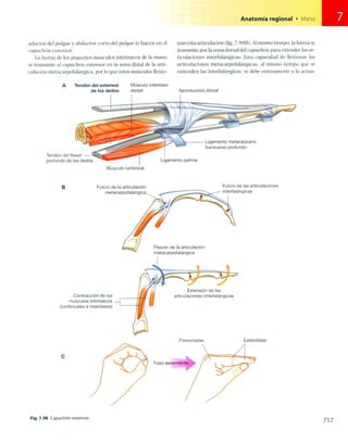 Anatomia de gray_08