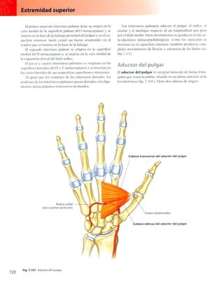Anatomia de gray_08