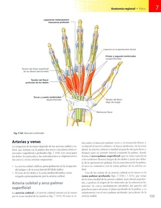 Anatomia de gray_08