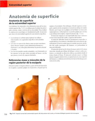 Anatomia de gray_08