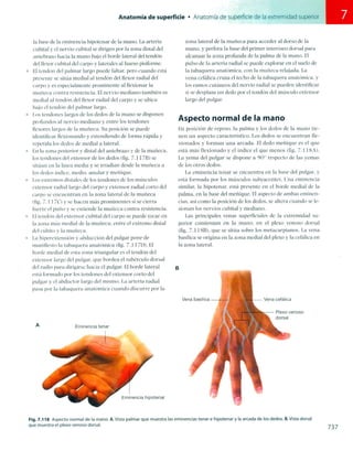 Anatomia de gray_08