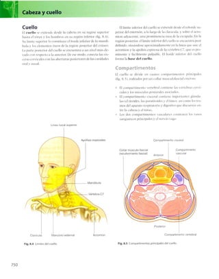 Anatomia de gray_08