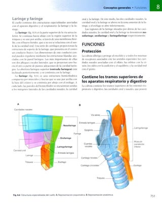 Anatomia de gray_08