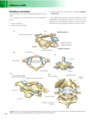Anatomia de gray_08