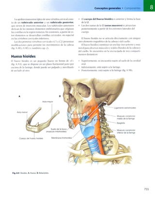 Anatomia de gray_08