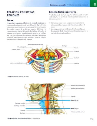 Anatomia de gray_08