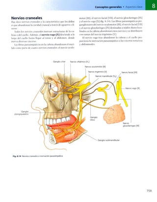 Anatomia de gray_08