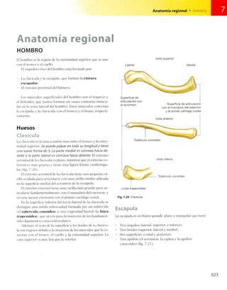 Anatomia de gray_08