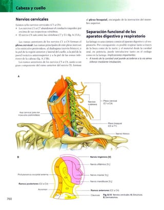 Anatomia de gray_08