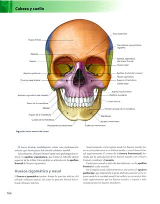 Anatomia de gray_08