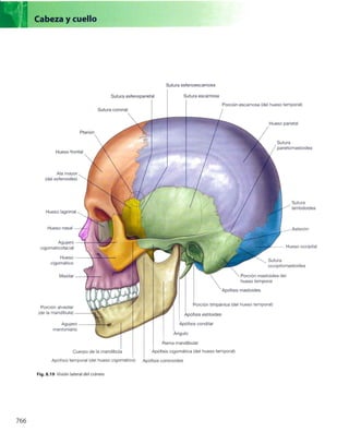 Anatomia de gray_08