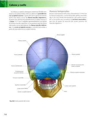 Anatomia de gray_08