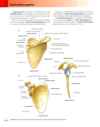 Anatomia de gray_08