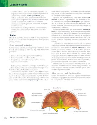 Anatomia de gray_08