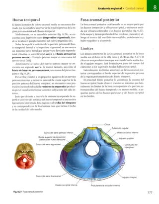 Anatomia de gray_08