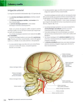 Anatomia de gray_08