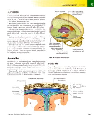Anatomia de gray_08