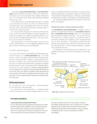 Anatomia de gray_08