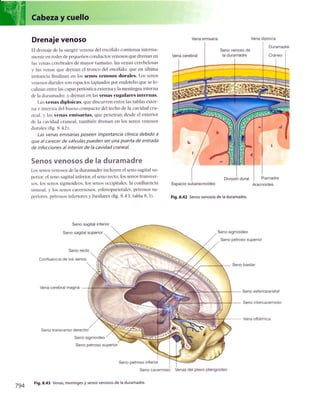 Anatomia de gray_08